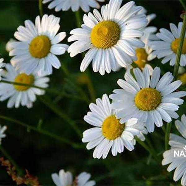 خرید و فروش بابونه شیرازی خشک شده با شرایط فوق العاده